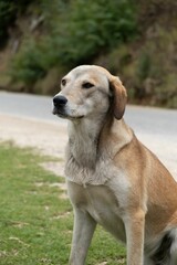 Vertical shot of a Russian hound sitting on the grass