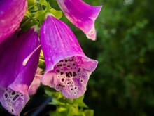 Close-up Shot Of Foxglove Flowers In The Garden