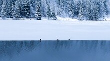 Frozen Lake With 3 Duck