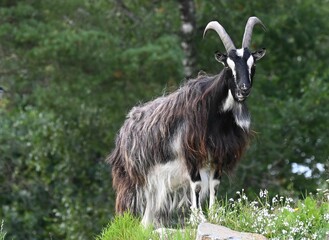 Canvas Print - Domestic goat (Capra hircus) in the meadow