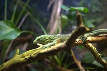Soft Focus Of An Emerald Tree Monitor On A Tree Branch