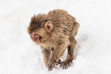 Sticker - Adorable brown monkey playing in the snow