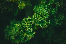 Closeup Shot Of A Bunch Of Kale (Brassica Oleracea) Or Curly Cabbage Leaves