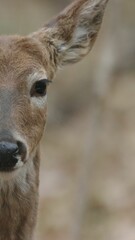 Poster - Beautiful shot of the half of the face of white-taild deer