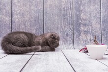 Domestic Scottish Fold Kitten Lies On Wooden Table Surface And Prepares To Attack Bird Feather Toy.