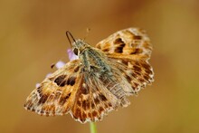 Closeup On The Brown Tufted, Marbled Skipper Butterfly Carcharodus Flocciferus In Southern France
