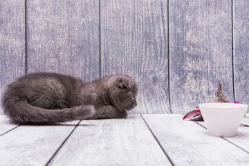 Canvas Print - Domestic Scottish fold kitten lies on wooden table surface and prepares to attack bird feather toy.