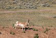 Pronghorn Antelope Buck in Wyoming