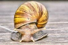 Closeup Shot Of The Snail On A Wooden Floor