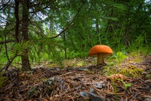 Orange Toad Stool Fungus Growing On A Forest Floor