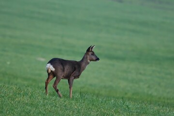 Poster - Adorable little rose deer standing in the green field