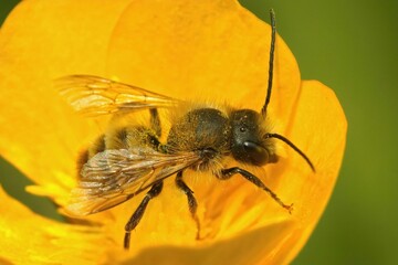 Poster - Closeup on a male red mason bee, Osmia rufa, sitting inside a yellow buttercup flower