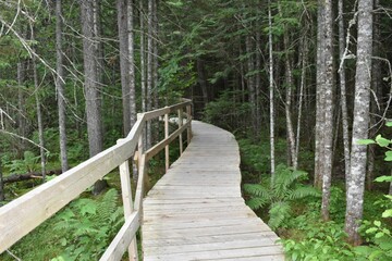Wall Mural - wooden walkway in the forest in parc ecoforestier de johnville, estrie, quebec, canada