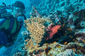 Underwater view of a scuba diver watching the Coral grouper fish behind the aquatic plant