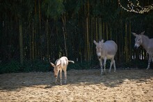 Closeup Of A Baby Somali Wild Ass (Equus Africanus Somaliensis) With It Mother In The Background