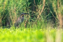 Beautiful Shot Of A Black Bittern (Ixobrychus Flavicollis) Bird Standing In The Grass Field