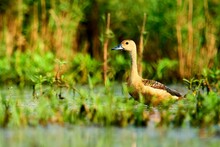 Cute Brown Duck Perched In The Shallow Water On A Sunny Day