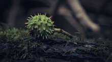 Shallow Focus Shot Of Conker Chestnut Horse Green Spiky Ball Plant