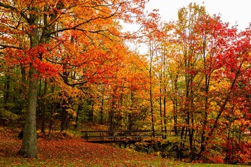 Wall Mural - beautiful shot of red maple trees with colorful leaves in the forest in autumn