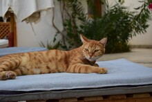 Closeup Of An Orange Tabby Cat Lying On A White Chair