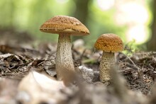 Two Leccinellum Pseudoscabrum Mushrooms In The Summer