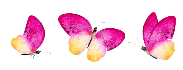 Wall Mural - Color watercolor butterfly , isolated on the white background. Set