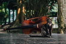 Tortoiseshell Cat Sitting On The Ground In Front Of The Violin