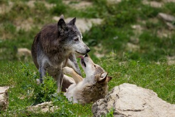 Canvas Print - Closeup of a couple of wolves kissing in the forest