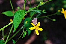 Beautiful Shot Of The Gray Hairstreak (Strymon Melinus) Butterfly Sitting On A Yellow Flower