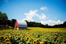 Beautiful Shot Of A Barn In A Sunflower Field