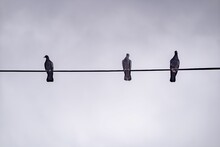 Low-angle View Of The Three Birds Perched On A Wire