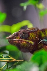 Wall Mural - Closeup of a panther chameleon (Furcifer pardalis) in greenery