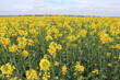 Yellow blooming rapeseed field in cloudy day 