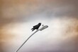 Low-angle view of a common raven perching on the street light