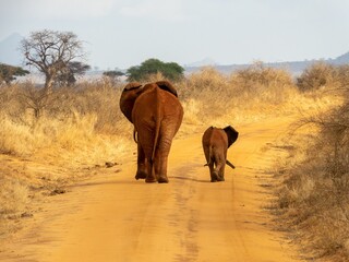 Poster - Back view of a mother elephant and a baby elephant walking on a sandy trail