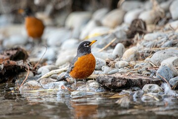 Sticker - Closeup shot of an American robin perched on rocks in a blurred background