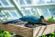 Closeup Shot Of A Great Blue Turaco Bird Perched On A Feeder In A Zoo