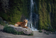 Dog At The Waterfall. Nova Scotia Duck Tolling Retriever Standing In Nature. 