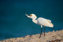 Shallow Focus Shot Of Adorable Snowy Egret Eating Fish While Standing On The Lakeshore