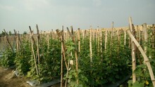 Rows Of Young Cucumber Plants With Green Leaves On Net Trellis In The Farm