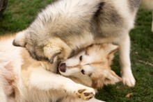 Alaskan Malamute Dogs Playing With Each Other On The Green Grass