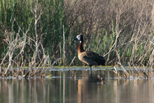 White Faced Whistling Duck,  In Marsh Environment, La Pampa Province, Patagonia, Argentina.