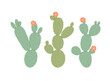 Hand-drawn prickly pear cactus with flowers. Desert plants. Flat vector illustration isolated on white background.
