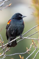 Canvas Print - Vertical closeup of a beautiful red winged blackbird on a tree branch