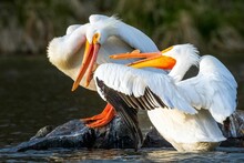 Closeup Of Two Beautiful White Pelicans In A Lake