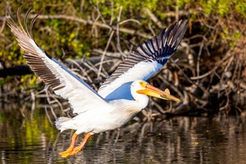 Poster - Beautiful white pelican bird in flight over a lake