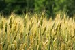 Ripe Durum wheat field