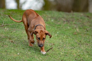 Wall Mural - Puppy Running down a hill