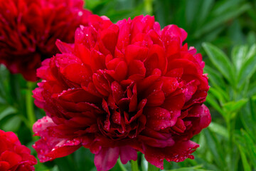 Wall Mural - Red Peony albiflora. Paeonia officinalis Command Performance in the garden