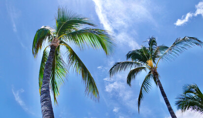 Tropical Palm Trees with Blue Sky and Puffy C clouds in Florida